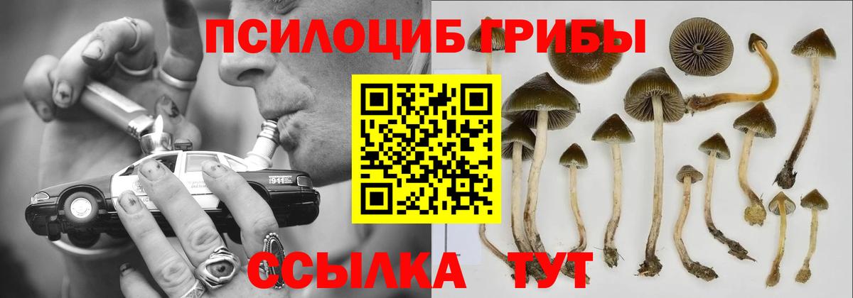 Тавда  Галлюциногенные грибы Cubensis  купить наркотики цена  Вход с VPN 